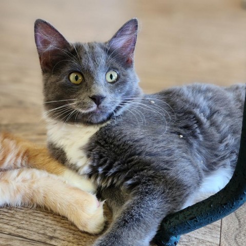 Gigi, an adoptable Domestic Short Hair in Meridian, ID, 83680 | Photo Image 1