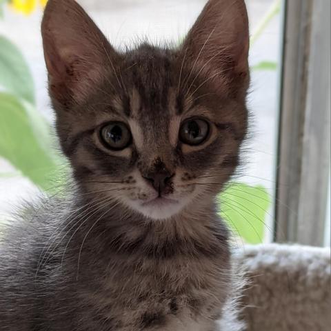 Cody w/ darker belly, an adoptable Domestic Short Hair in Meridian, ID, 83680 | Photo Image 5