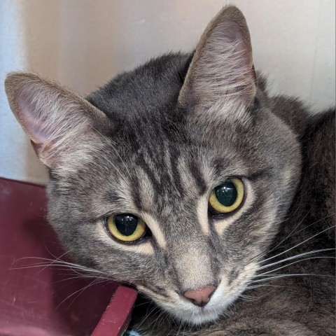 Zack, an adoptable Domestic Short Hair in Meridian, ID, 83680 | Photo Image 1