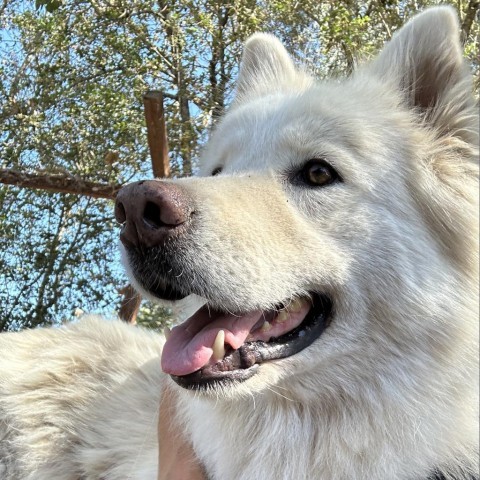 Max, an adoptable Samoyed, Husky in Sonoma, CA, 95476 | Photo Image 1