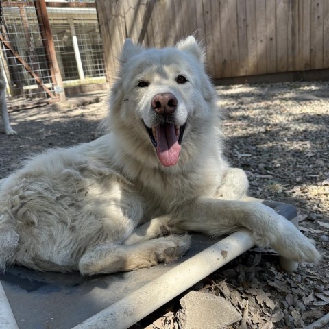 Max, an adoptable Samoyed, Husky in Sonoma, CA, 95476 | Photo Image 2