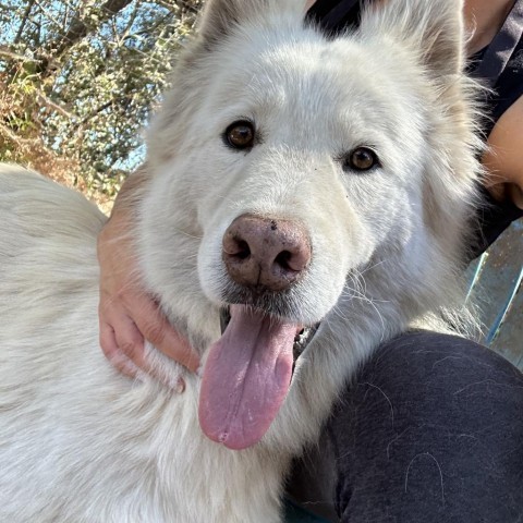 Max, an adoptable Samoyed, Husky in Sonoma, CA, 95476 | Photo Image 3