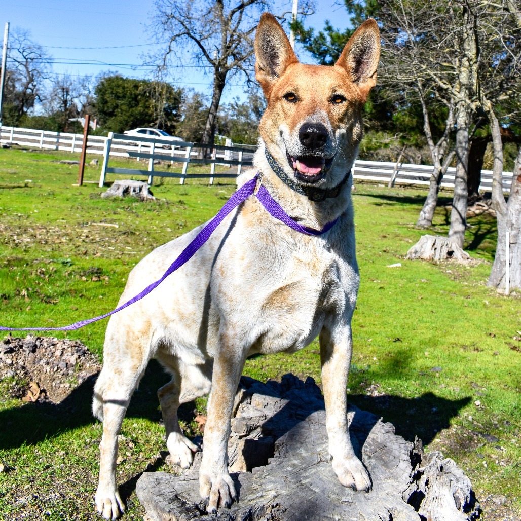 Kipp, an adoptable Cattle Dog, Australian Cattle Dog / Blue Heeler in Sonoma, CA, 95476 | Photo Image 1