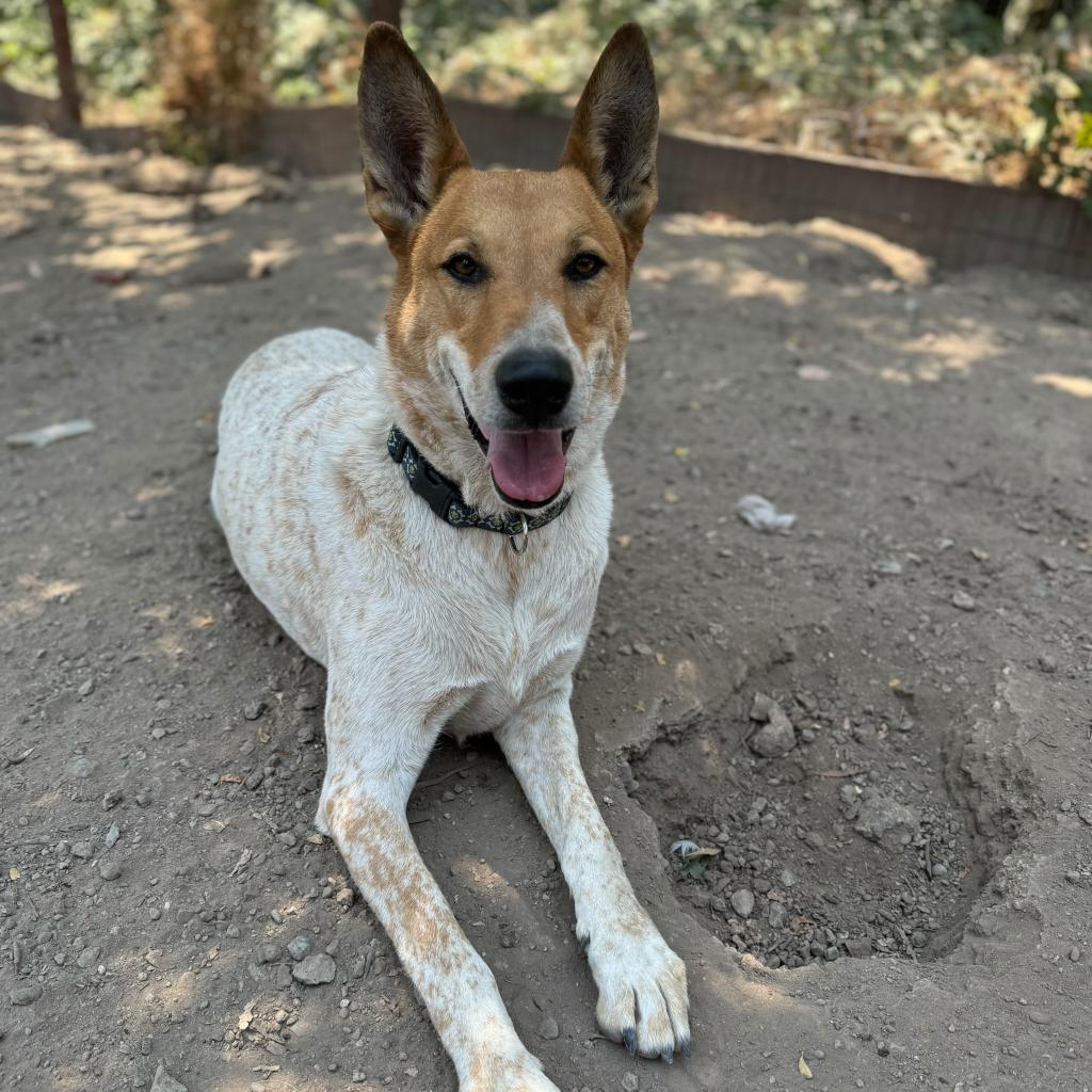 Kipp, an adoptable Cattle Dog, Australian Cattle Dog / Blue Heeler in Sonoma, CA, 95476 | Photo Image 2