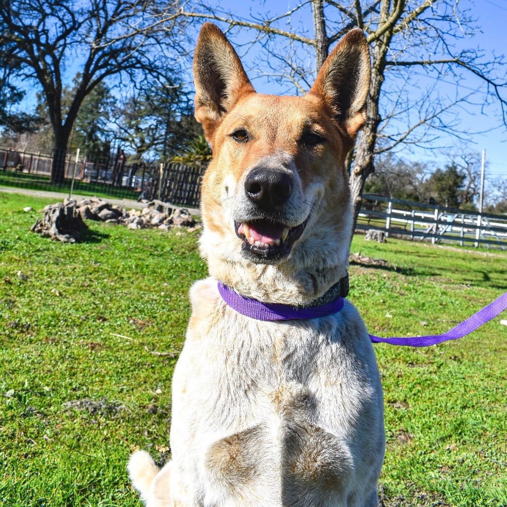 Kipp, an adoptable Cattle Dog, Australian Cattle Dog / Blue Heeler in Sonoma, CA, 95476 | Photo Image 3