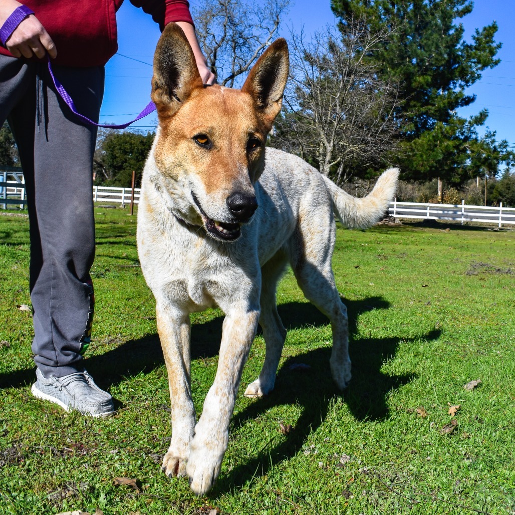 Kipp, an adoptable Cattle Dog, Australian Cattle Dog / Blue Heeler in Sonoma, CA, 95476 | Photo Image 5