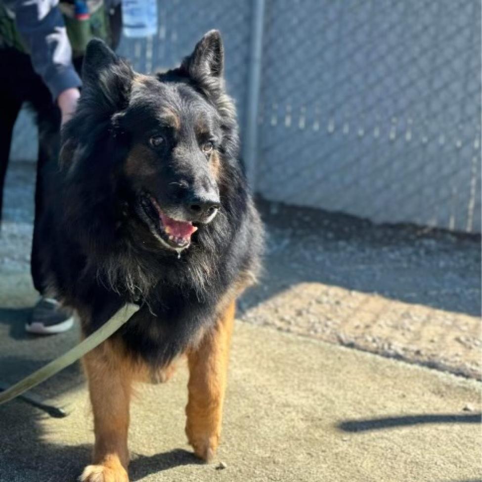 Sherman/Sheppy