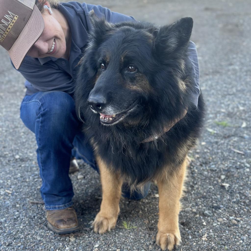 Sherman/Sheppy