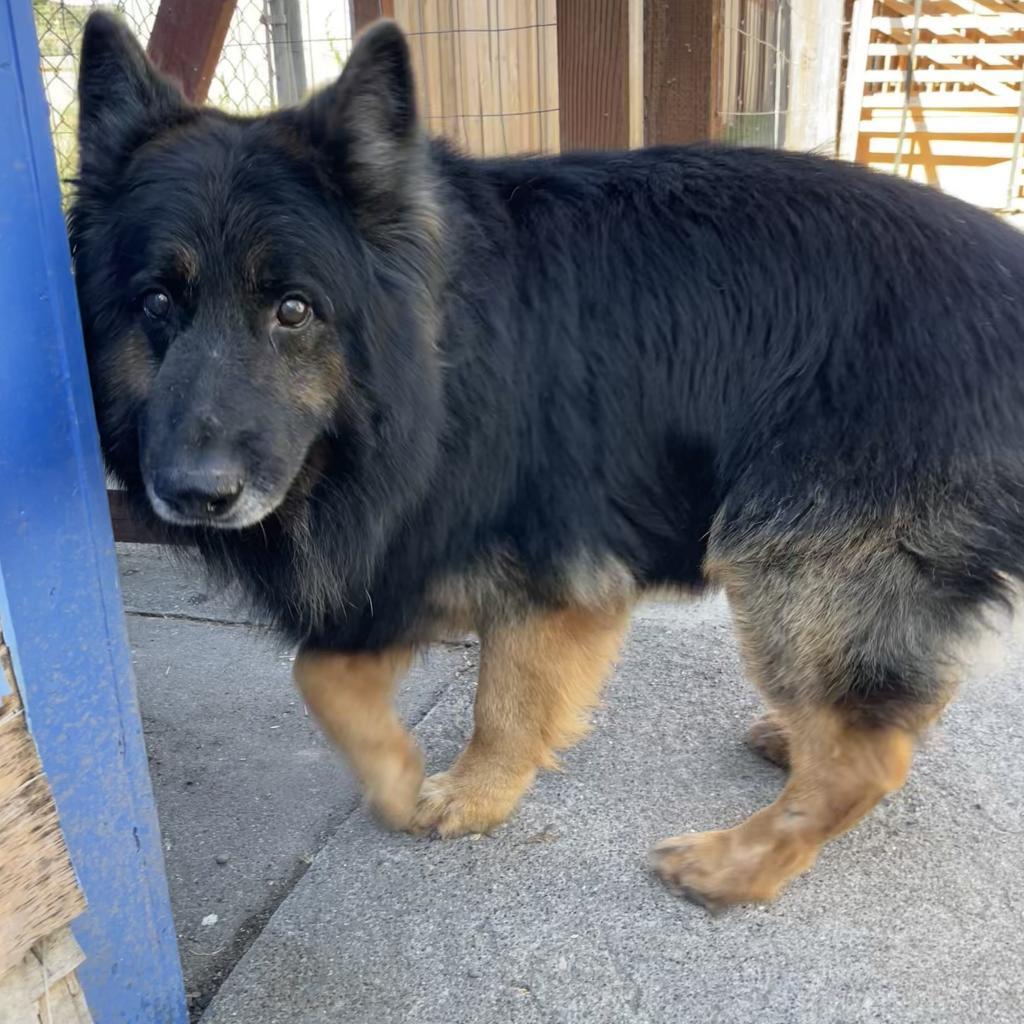 Sherman/Sheppy, an adoptable German Shepherd Dog, Mixed Breed in Sonoma, CA, 95476 | Photo Image 3