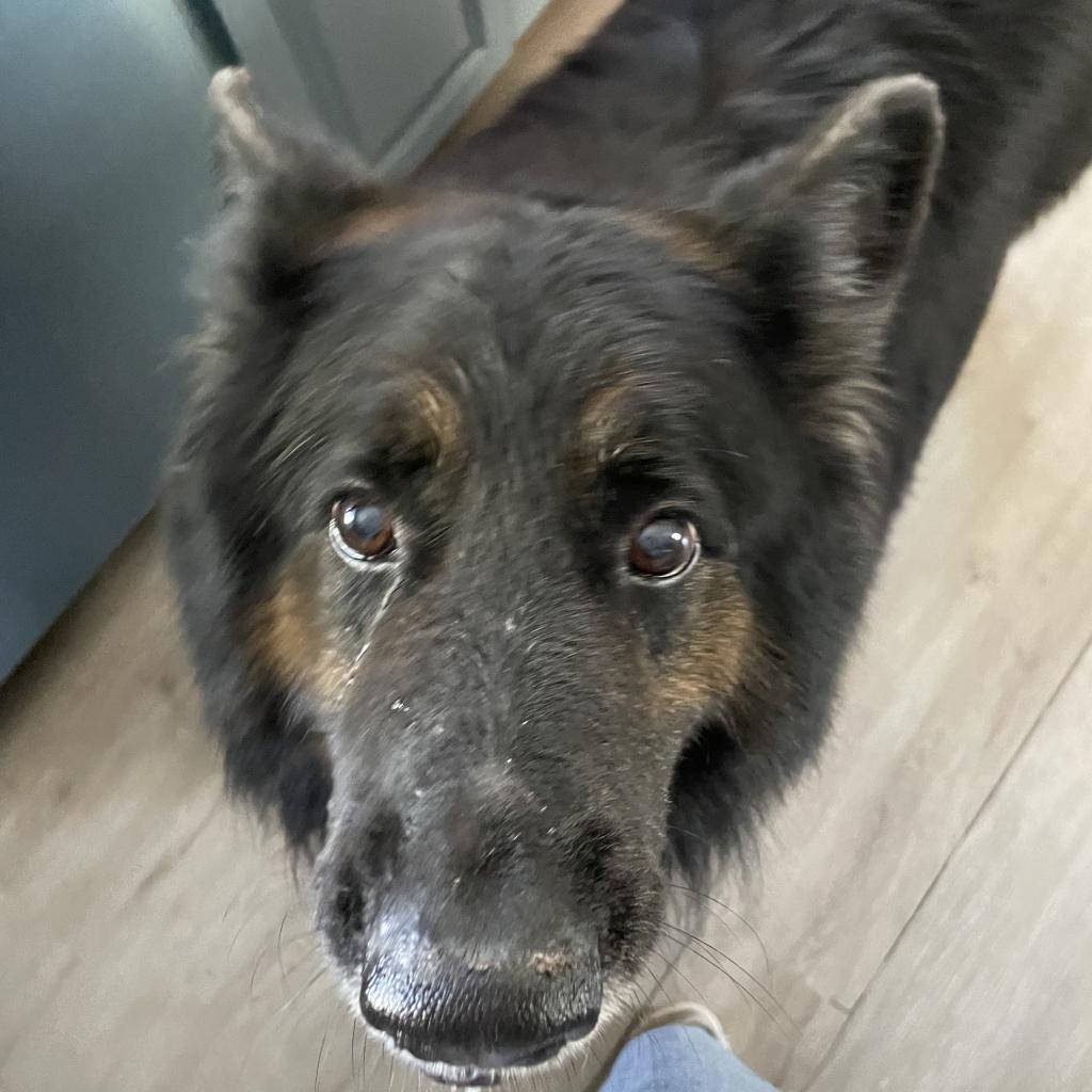 Sherman/Sheppy, an adoptable German Shepherd Dog, Mixed Breed in Sonoma, CA, 95476 | Photo Image 4