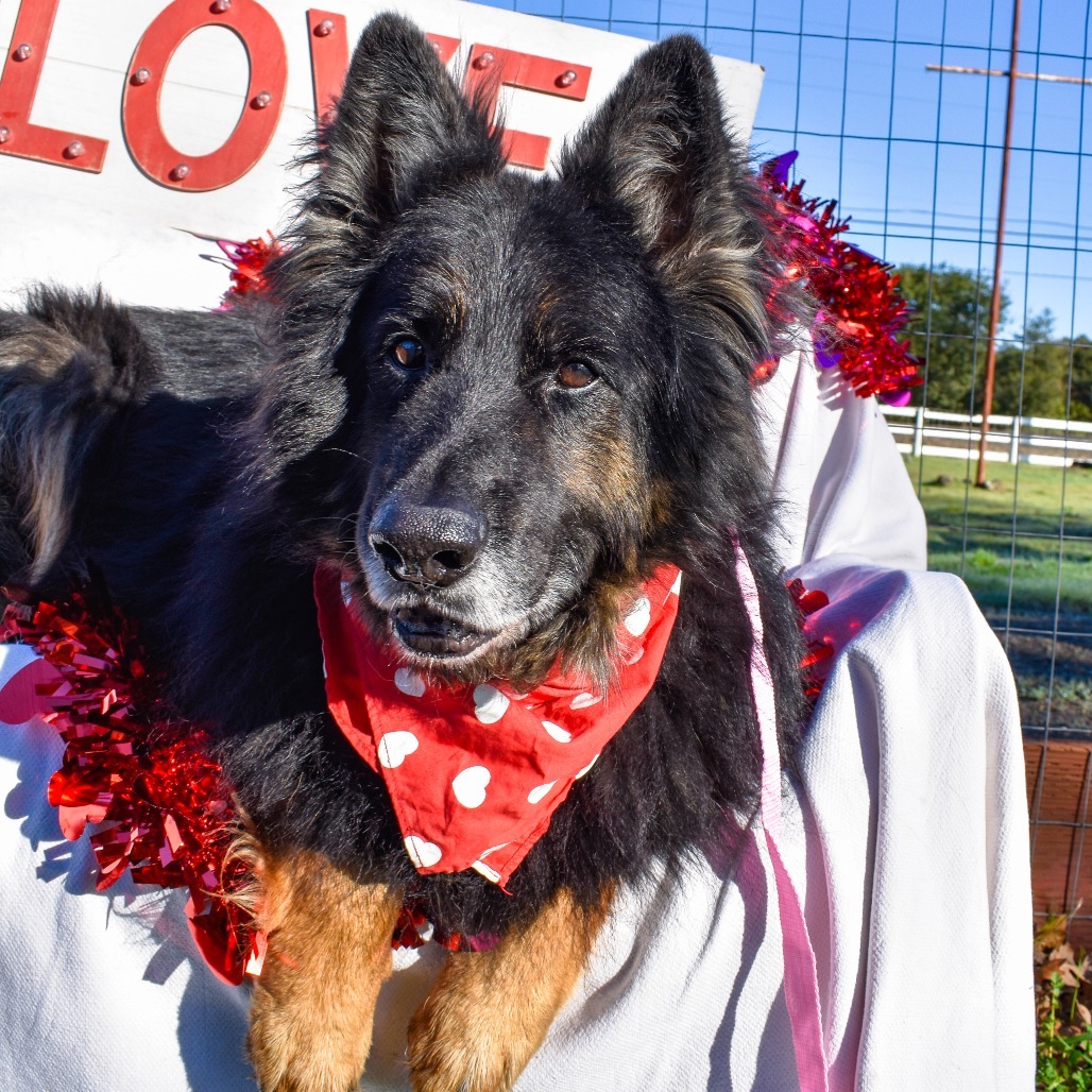 Sherman/Sheppy, an adoptable German Shepherd Dog, Mixed Breed in Sonoma, CA, 95476 | Photo Image 5