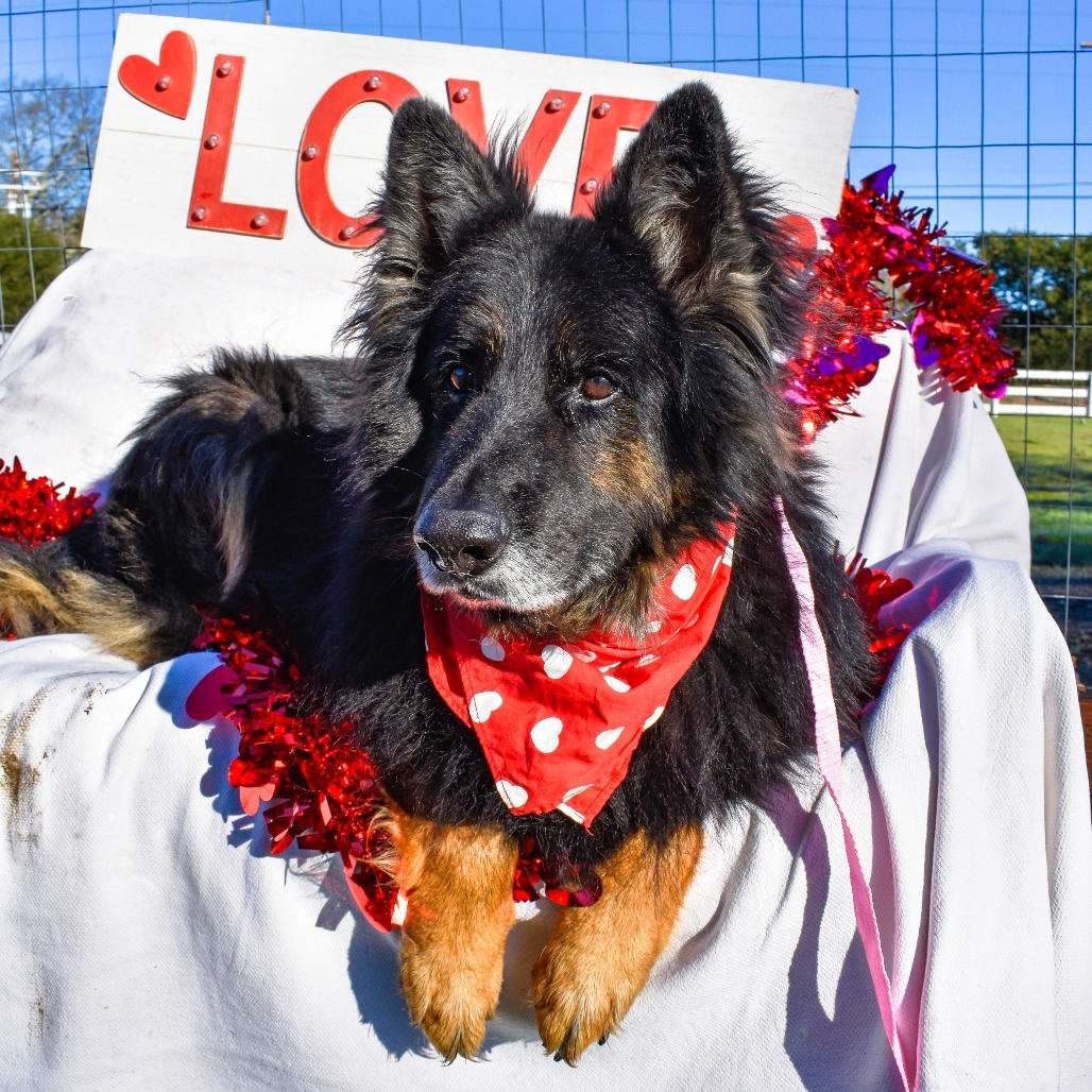 Sherman/Sheppy, an adoptable German Shepherd Dog, Mixed Breed in Sonoma, CA, 95476 | Photo Image 6