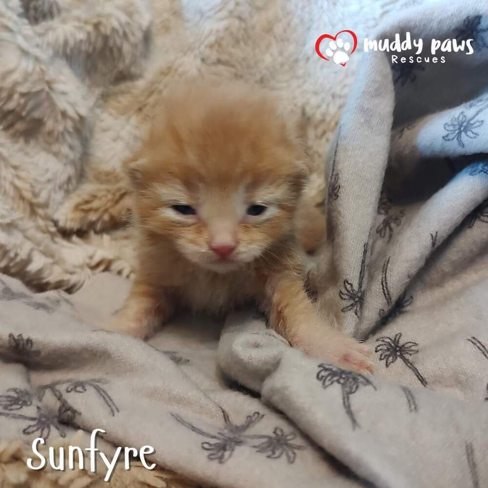 House of Kitten Litter: Sunfyre - No Longer Accepting Applications