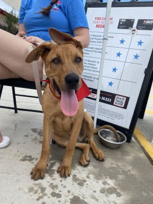 Kojack, Young Male Labrador Retriever