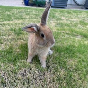 Bun Bun, Adult Male American