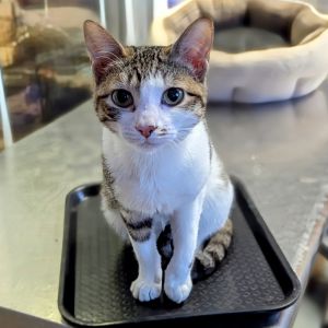 Toast, Young Female Domestic Short Hair