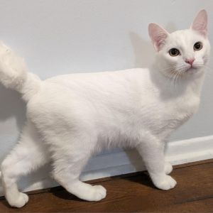 Ziggy, Adult Male Domestic Short Hair