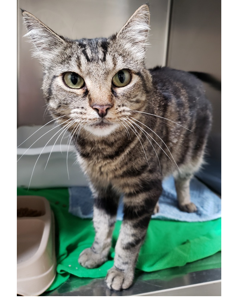 Popcorn, an adoptable Domestic Short Hair in Challis, ID, 83226 | Photo Image 1