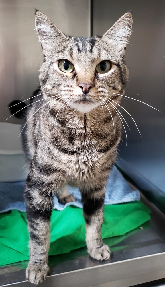 Popcorn, an adoptable Domestic Short Hair in Challis, ID, 83226 | Photo Image 2