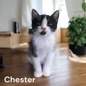 Chester