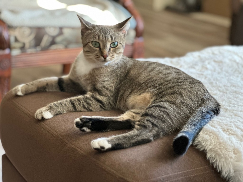 Zarcilla (Zari), an adoptable Domestic Short Hair in Calgary, AB, T3S 0C5 | Photo Image 1