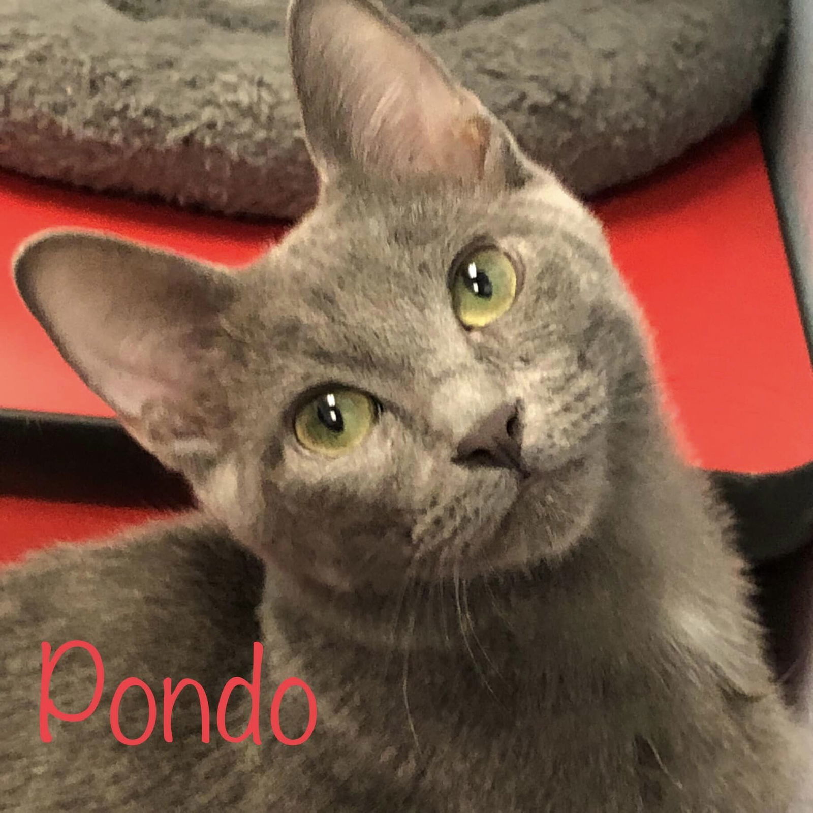 Pondo