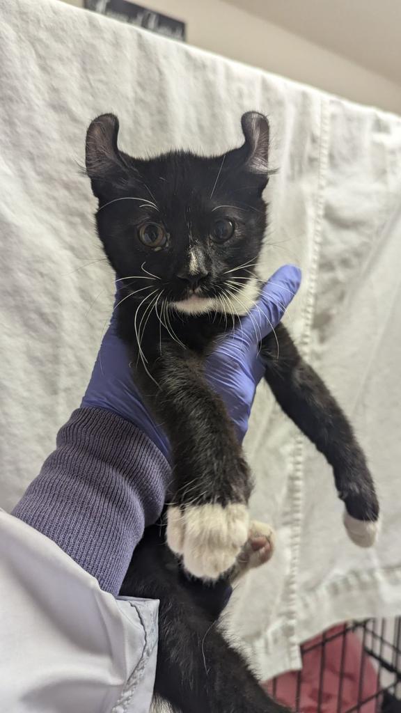 Linus, an adoptable Domestic Short Hair in Ontario, OR, 97914 | Photo Image 2