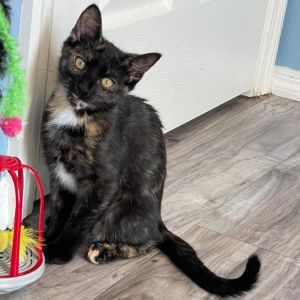 Eleven (bonded to Robin)