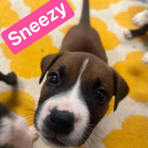 Sneezy