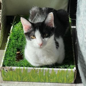 Robin (bonded to Eleven)