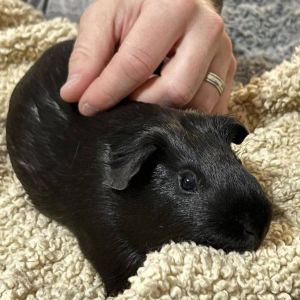 Animal deals shelters with guinea pigs near me