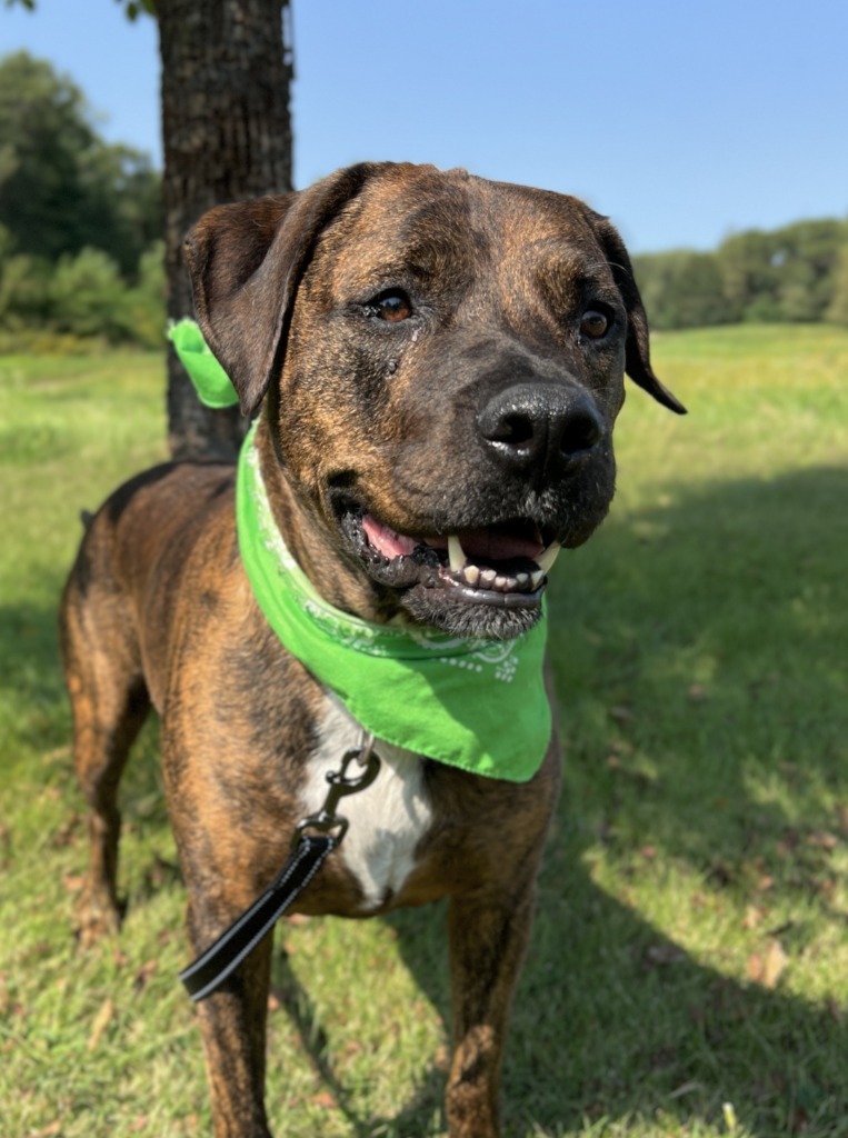 Roscoe, an adoptable Mixed Breed in Menomonie, WI, 54751 | Photo Image 1