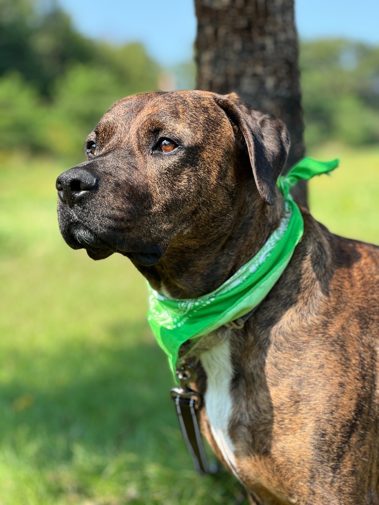 Roscoe, an adoptable Mixed Breed in Menomonie, WI, 54751 | Photo Image 3