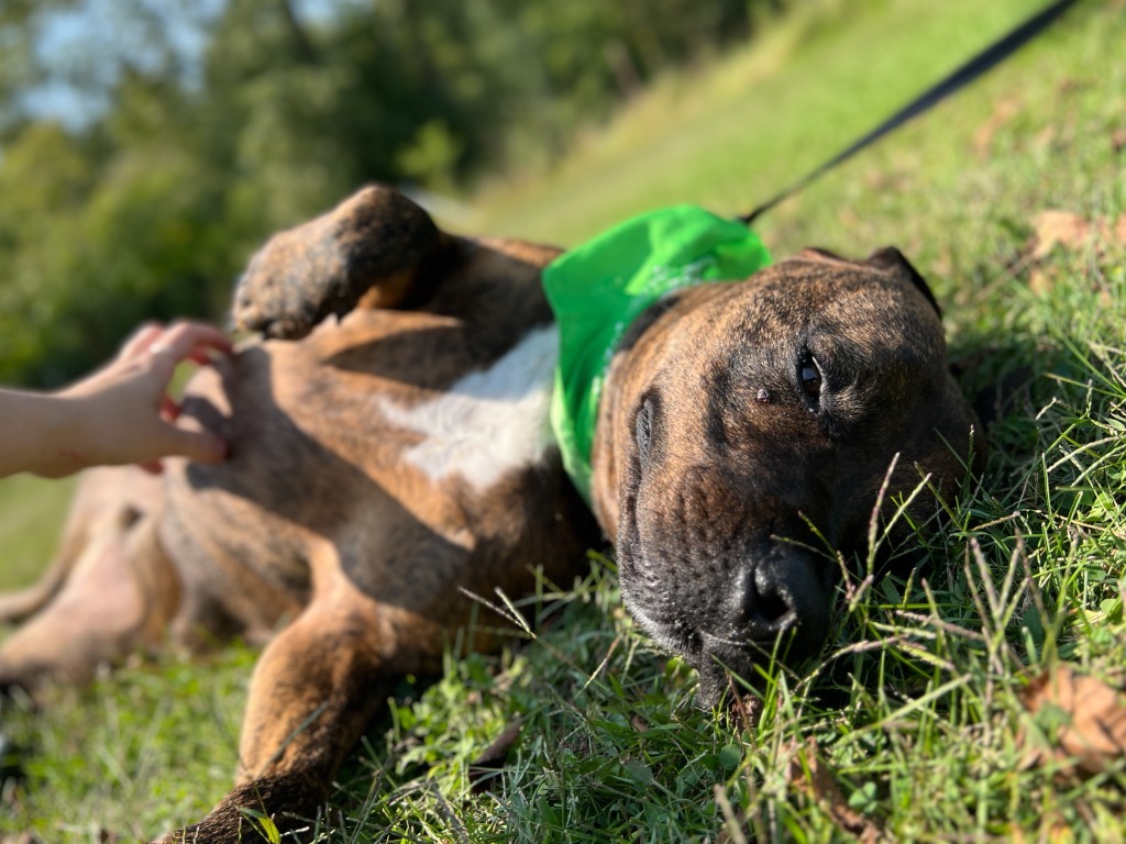 Roscoe, an adoptable Mixed Breed in Menomonie, WI, 54751 | Photo Image 4