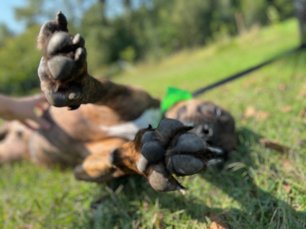 Roscoe, an adoptable Mixed Breed in Menomonie, WI, 54751 | Photo Image 5