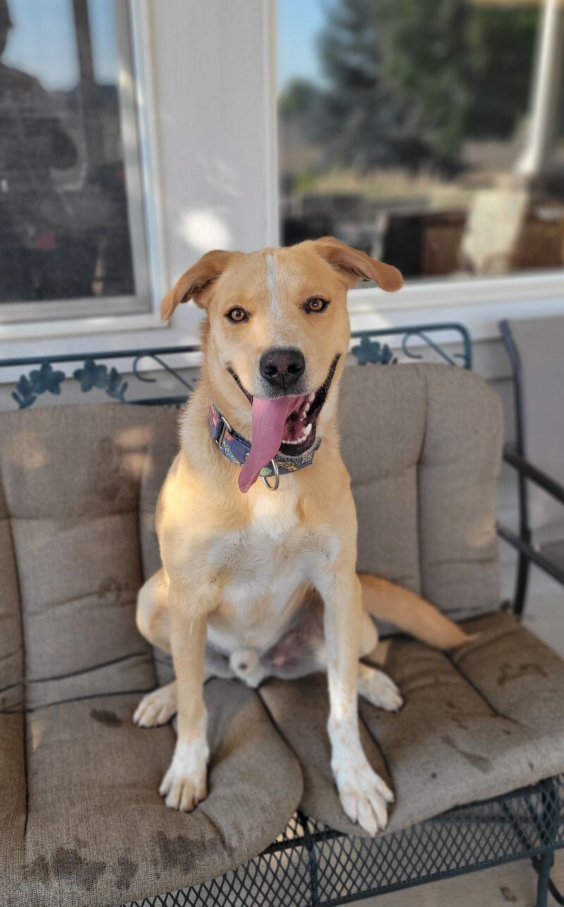 Frankie, an adoptable Australian Cattle Dog / Blue Heeler, Labrador Retriever in Windsor, CO, 80550 | Photo Image 1