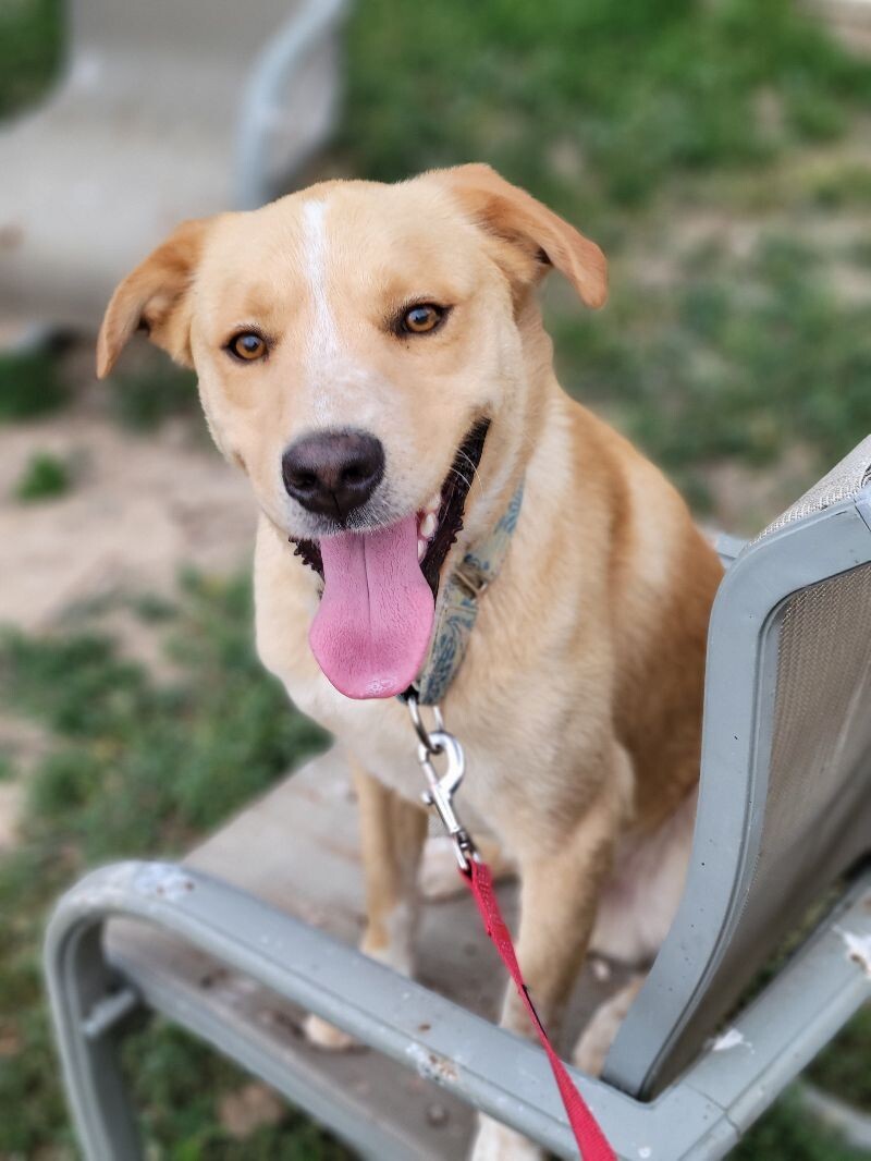 Frankie, an adoptable Australian Cattle Dog / Blue Heeler, Labrador Retriever in Windsor, CO, 80550 | Photo Image 1