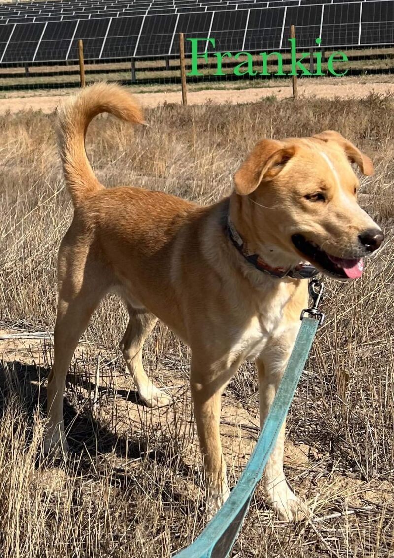 Frankie, an adoptable Australian Cattle Dog / Blue Heeler, Labrador Retriever in Windsor, CO, 80550 | Photo Image 2