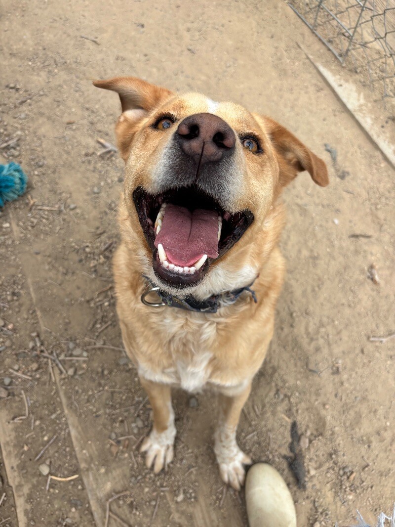 Frankie, an adoptable Australian Cattle Dog / Blue Heeler, Labrador Retriever in Windsor, CO, 80550 | Photo Image 2