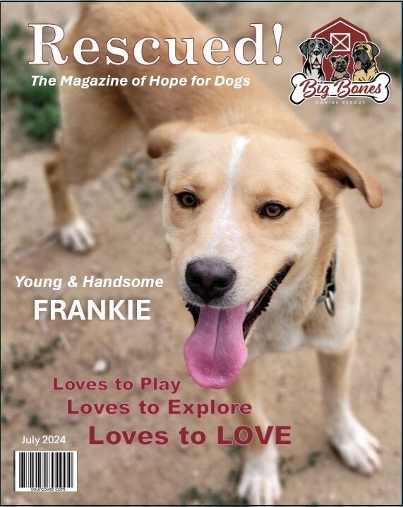 Frankie, an adoptable Australian Cattle Dog / Blue Heeler, Labrador Retriever in Windsor, CO, 80550 | Photo Image 3