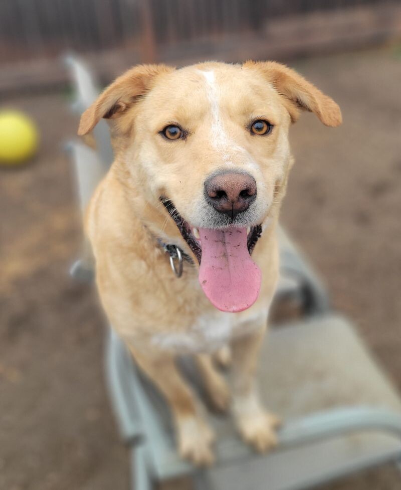 Frankie, an adoptable Australian Cattle Dog / Blue Heeler, Labrador Retriever in Windsor, CO, 80550 | Photo Image 3