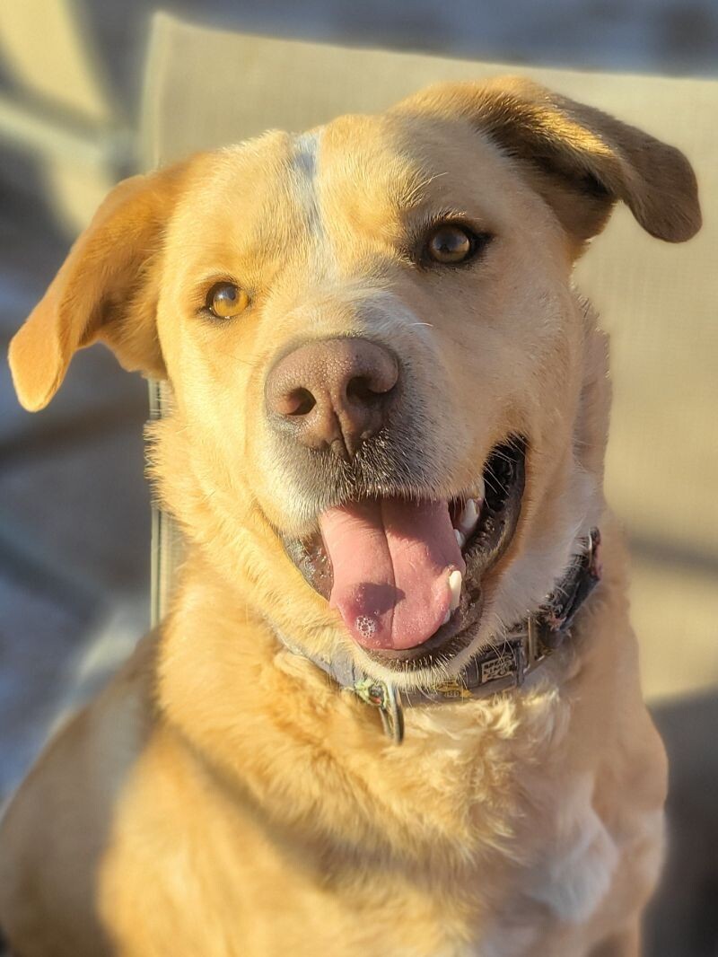 Frankie, an adoptable Australian Cattle Dog / Blue Heeler, Labrador Retriever in Windsor, CO, 80550 | Photo Image 4