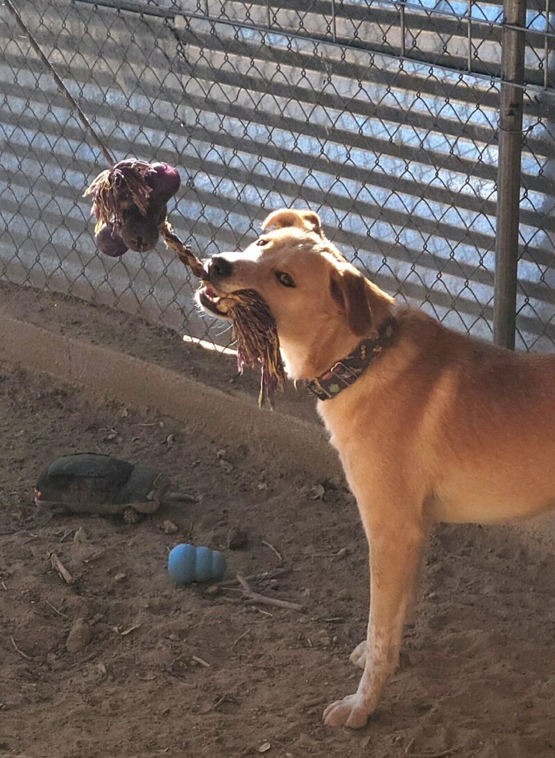 Frankie, an adoptable Australian Cattle Dog / Blue Heeler, Labrador Retriever in Windsor, CO, 80550 | Photo Image 5