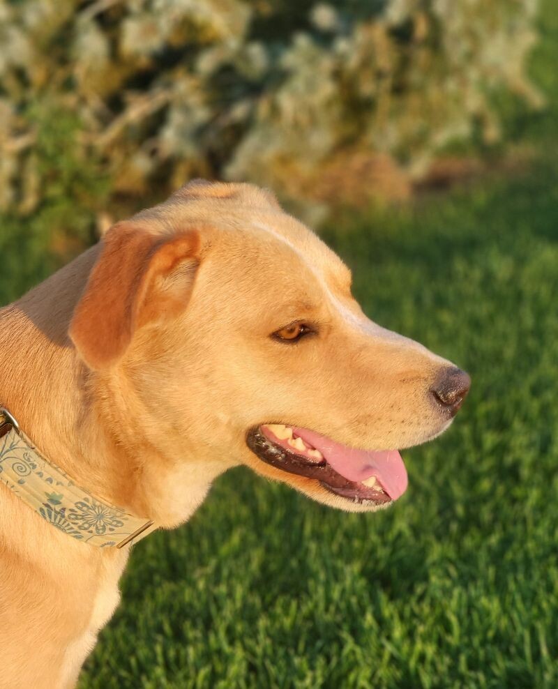 Frankie, an adoptable Australian Cattle Dog / Blue Heeler, Labrador Retriever in Windsor, CO, 80550 | Photo Image 6