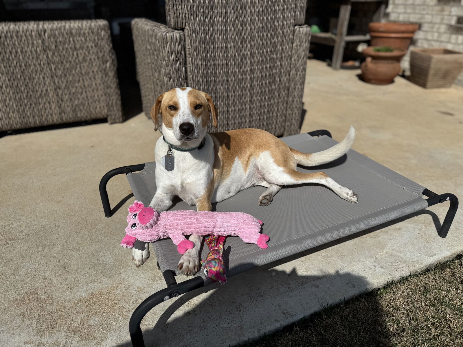 Maggy, an adoptable Cattle Dog, Foxhound in Rosenberg, TX, 77471 | Photo Image 1