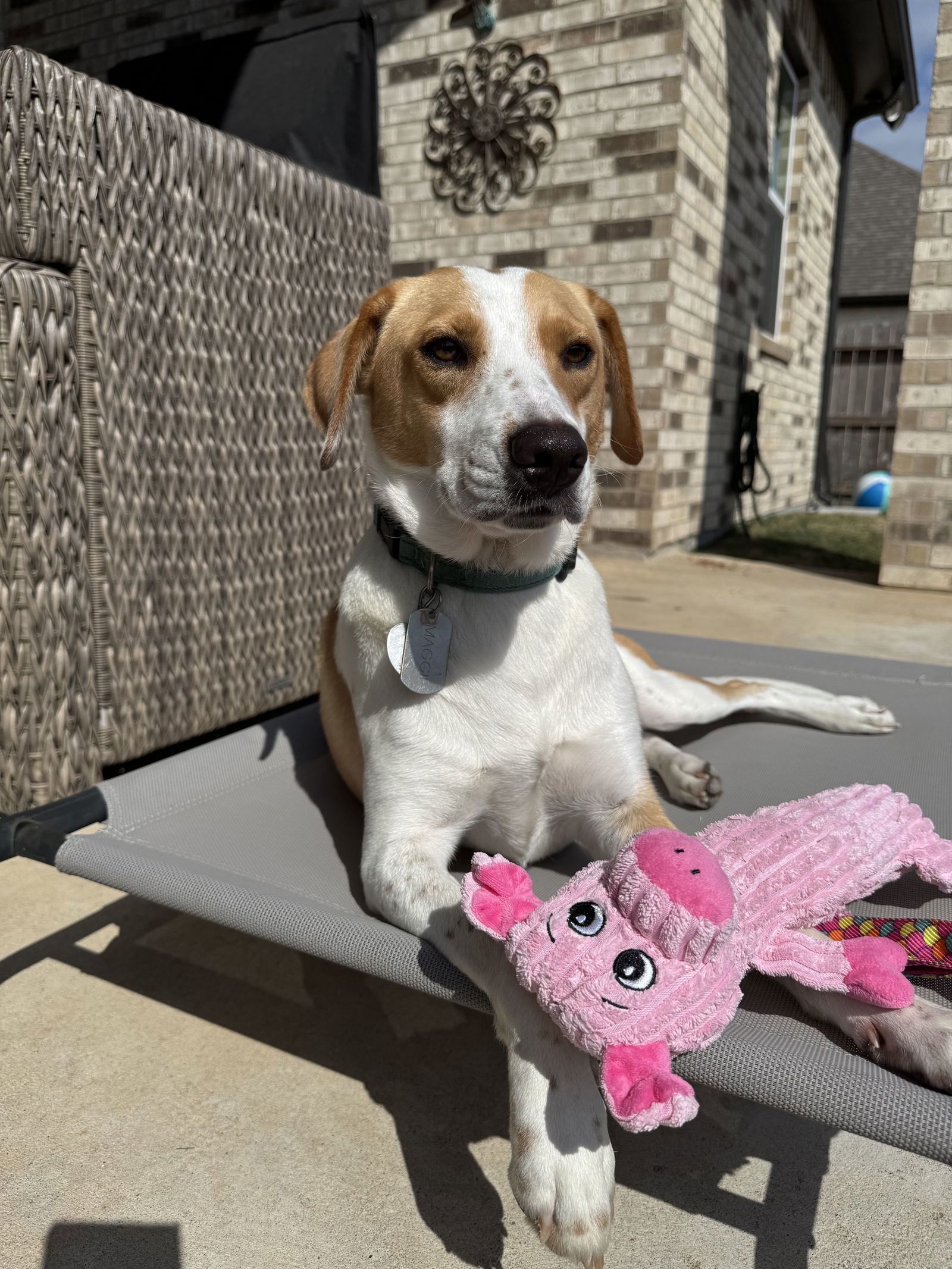 Maggy, an adoptable Cattle Dog, Foxhound in Rosenberg, TX, 77471 | Photo Image 2