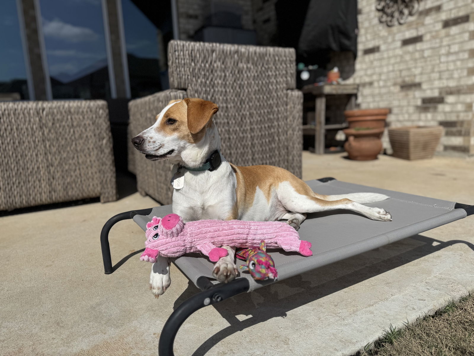 Maggy, an adoptable Foxhound, Cattle Dog in Rosenberg, TX, 77471 | Photo Image 3