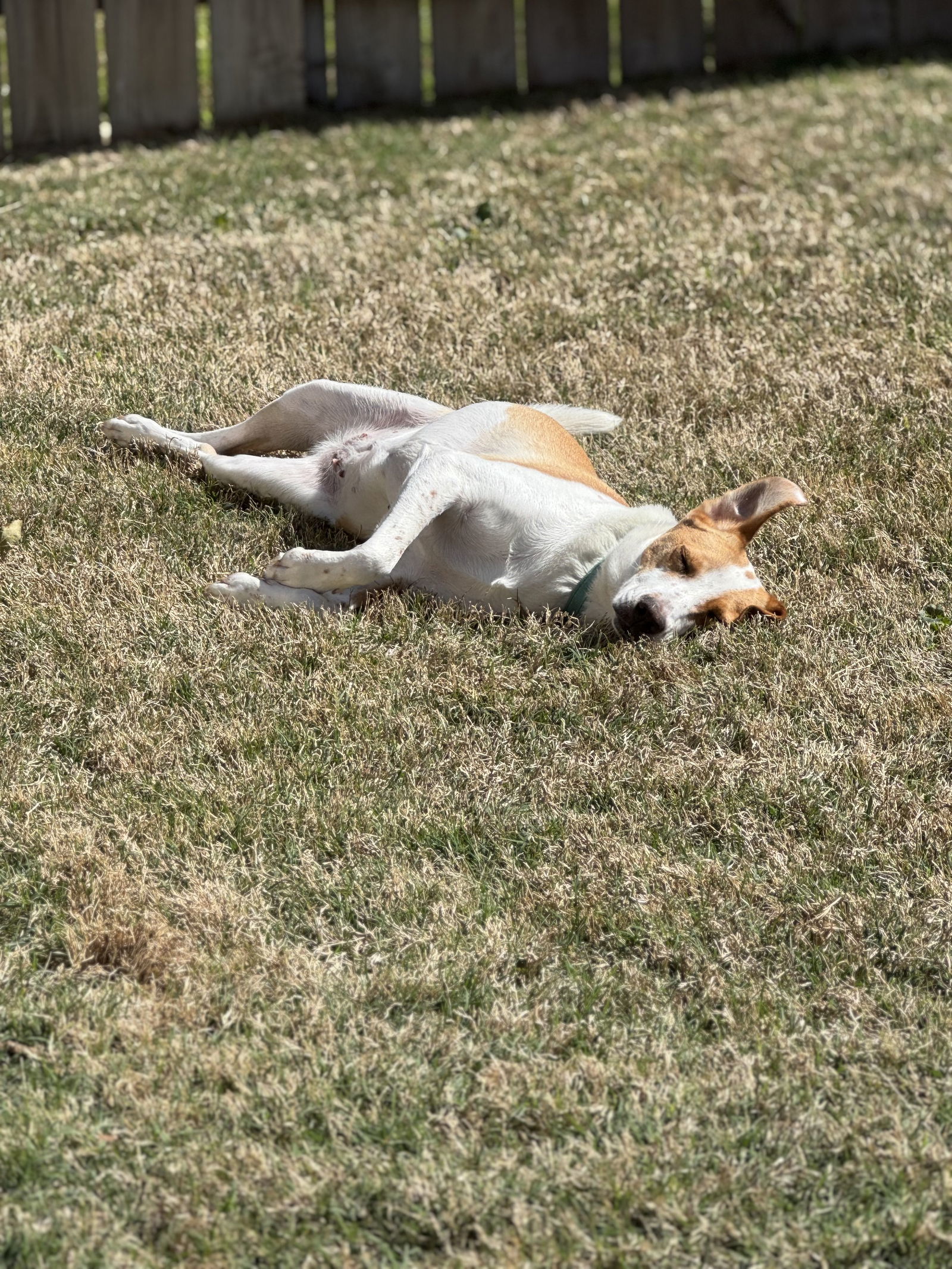Maggy, an adoptable Cattle Dog, Foxhound in Rosenberg, TX, 77471 | Photo Image 3