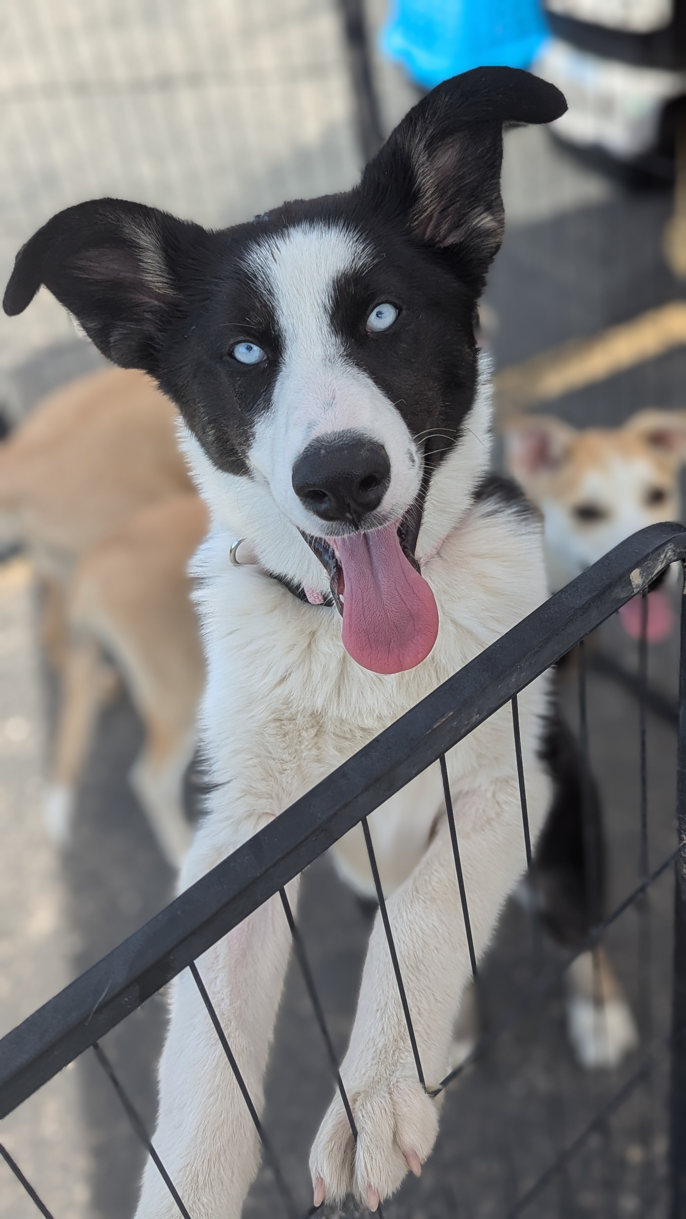 Nebula, an adoptable Husky in Castle Dale, UT, 84513 | Photo Image 4