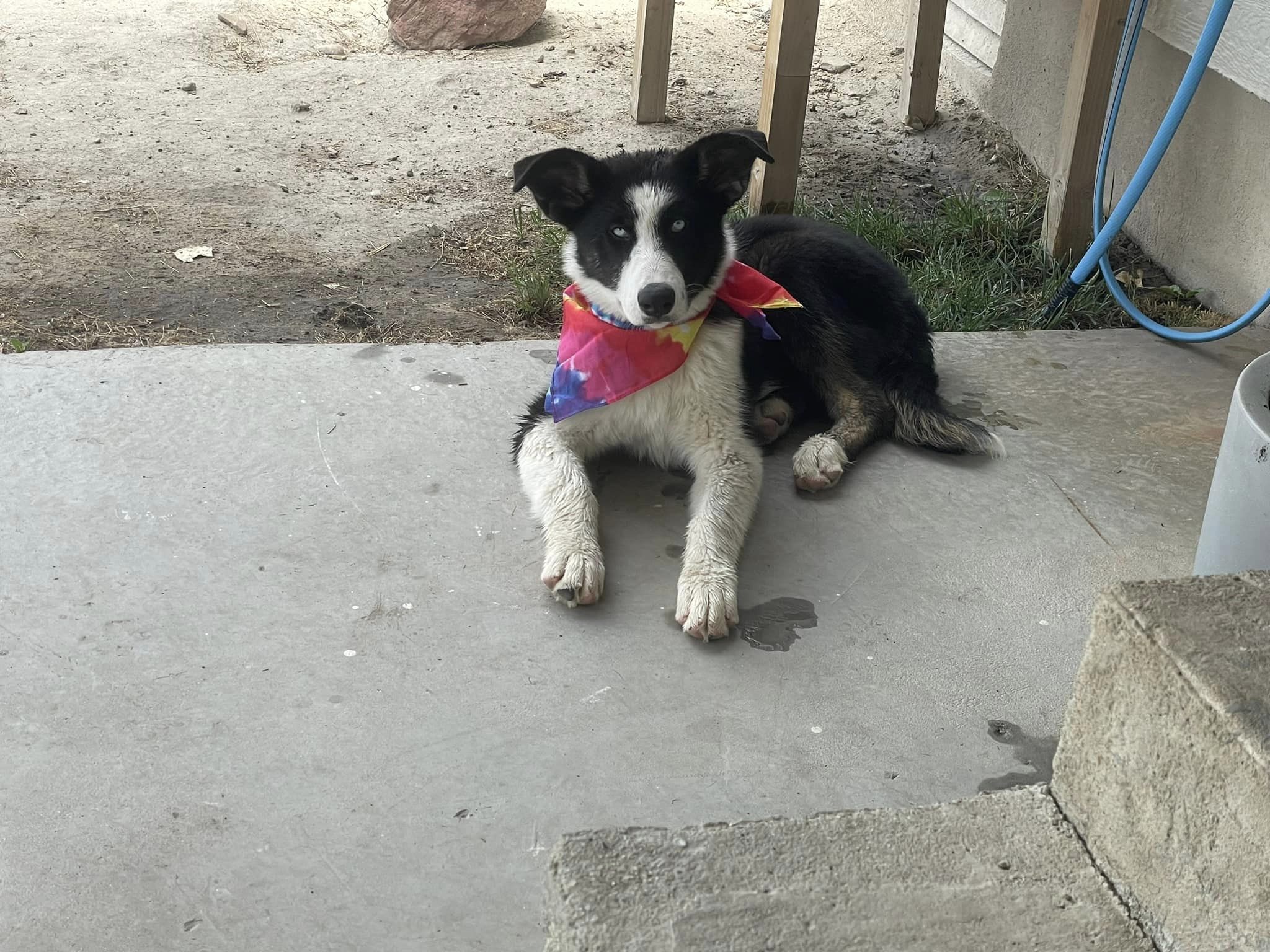 Nebula, an adoptable Husky in Castle Dale, UT, 84513 | Photo Image 5